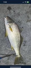 Umbrina roncador