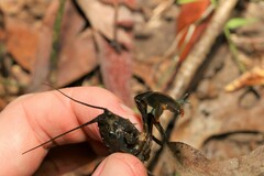 Cherax depressus