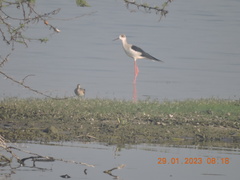 Himantopus himantopus