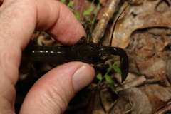 Cherax depressus