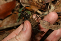 Cherax depressus