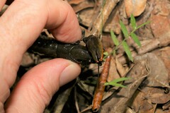 Cherax depressus