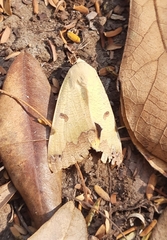 Ophiusa tirhaca
