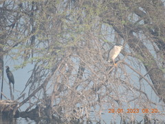 Nycticorax nycticorax