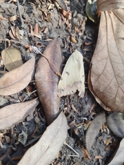 Ophiusa tirhaca