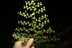 Everistia vacciniifolia nervosa