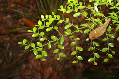 Everistia vacciniifolia nervosa