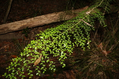 Everistia vacciniifolia nervosa