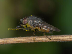 Rhiniidae