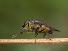 Rhiniidae