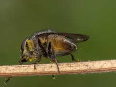 Rhiniidae