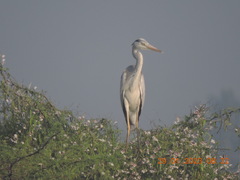 Ardea cinerea