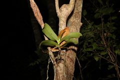 Peristeranthus hillii