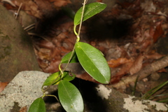 Hoya australis australis