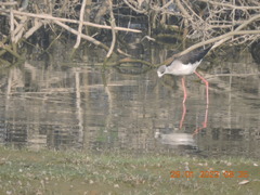 Himantopus himantopus