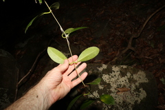 Hoya australis australis