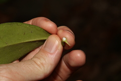 Hoya australis australis