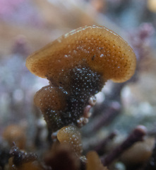 Primavelans insculpta