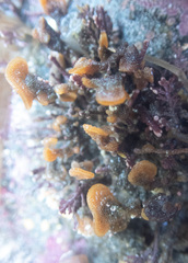 Primavelans insculpta