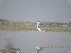 Himantopus himantopus