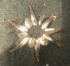 Peachia quinquecapitata