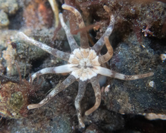 Halcampa decemtentaculata