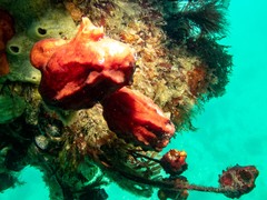 Pyura gibbosa