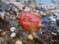 Cnemidocarpa finmarkiensis