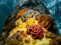 Sycozoa cerebriformis