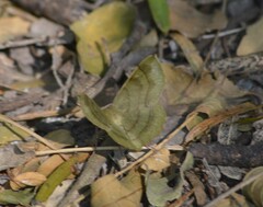 Erastria decrepitaria