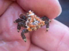 Phyllolithodes papillosus