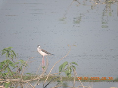 Himantopus himantopus