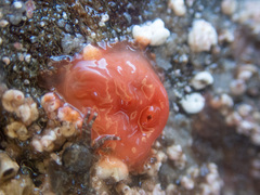 Cnemidocarpa finmarkiensis