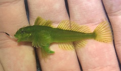 Clinocottus acuticeps