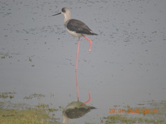 Himantopus himantopus