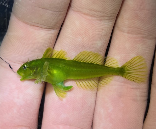 Sharpnose sculpin (Clinocottus acuticeps) — Cottidae — 3