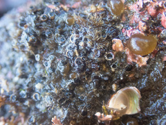 Dodecaceria fewkesi