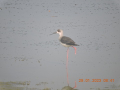 Himantopus himantopus