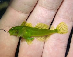 Clinocottus acuticeps