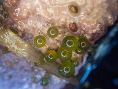 Derbesia marina