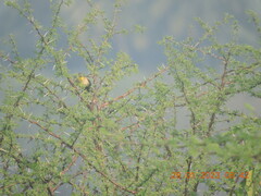 Ploceus philippinus