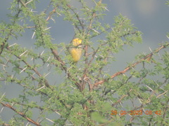 Ploceus philippinus