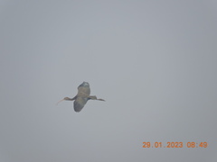 Plegadis falcinellus