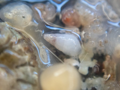 Odostomia columbiana