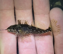 Clinocottus acuticeps