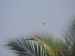 Nycticorax nycticorax