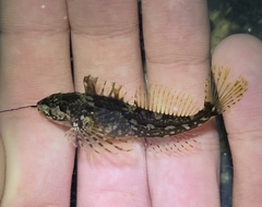 Clinocottus acuticeps