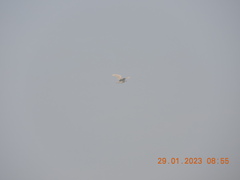 Nycticorax nycticorax