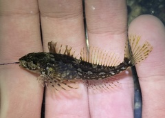 Clinocottus acuticeps
