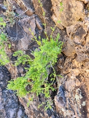 Galium stellatum